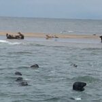 Scroby Sands Seal Watching - Final Thoughts