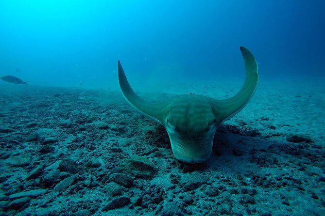 Scuba Dive excursion for Beginners in a Turtle Area - What to Expect from Your Tenerife Beginner Dive