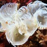 Scuba Diving Albufeira-Double Dive Trip - Equipment and Extras