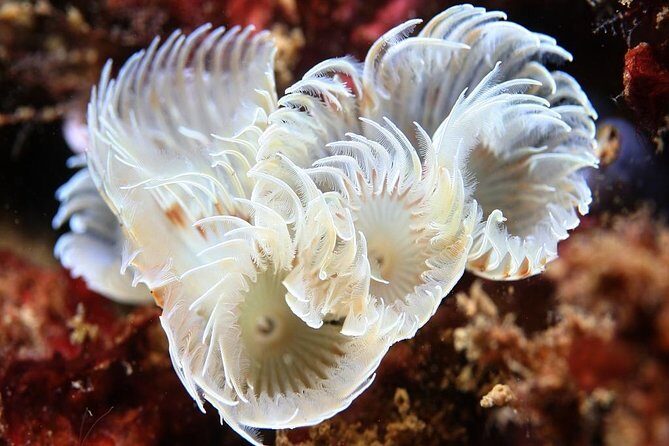 Scuba Diving Albufeira-Double Dive Trip - Equipment and Extras