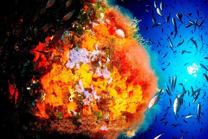 Scuba Diving Baptism and Snorkeling in Ibiza - The Experience: What Travelers Say