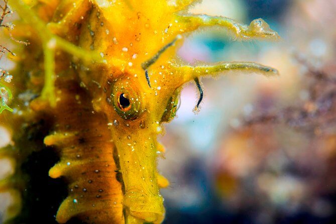 Scuba diving in Calabria, Italy - A Closer Look at the Logistics