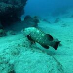 Scuba Diving in Lanzarote (for certified divers only) - What past divers are saying