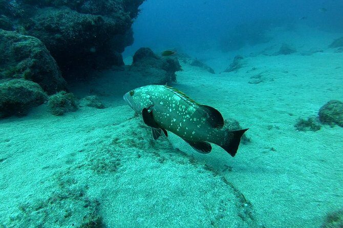 Scuba Diving in Lanzarote (for certified divers only) - What past divers are saying