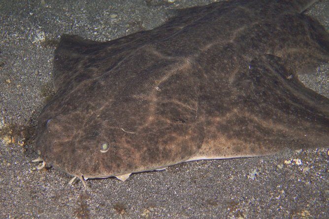 Scuba Night Dive on Tenerife - The Experience’s Drawbacks and Considerations