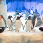 SEA LIFE Birmingham Admission Ticket - The Experience in Detail: Breaking It Down