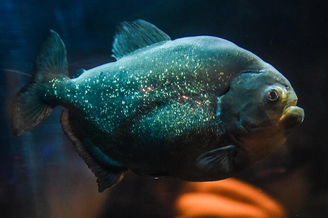 SEA LIFE Brighton Admission Ticket - Final Thoughts: Who Should Consider Visiting?