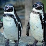 SEA LIFE Great Yarmouth General Admission - What to Expect During Your Visit