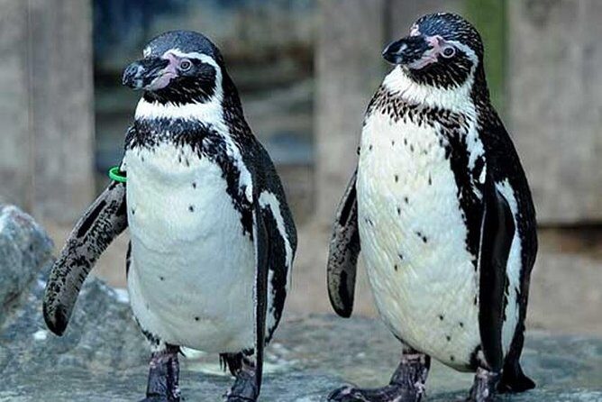 SEA LIFE Great Yarmouth General Admission - What to Expect During Your Visit