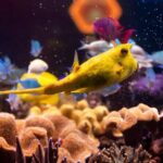 SEA LIFE Hannover Ticket - Practical Aspects and Tips