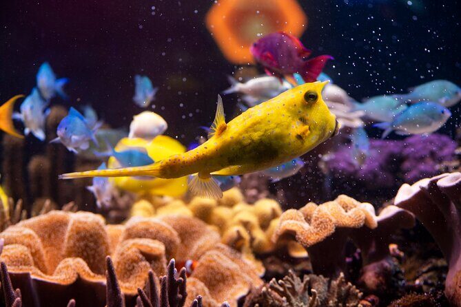SEA LIFE Hannover Ticket - Practical Aspects and Tips