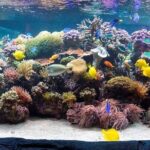 SEA LIFE Speyer Admission Ticket - Is It Worth Your Money?