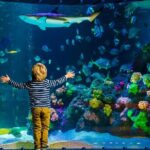 SEA LIFE Timmendorfer Strand Admission Ticket - The Downside: What to Watch Out For