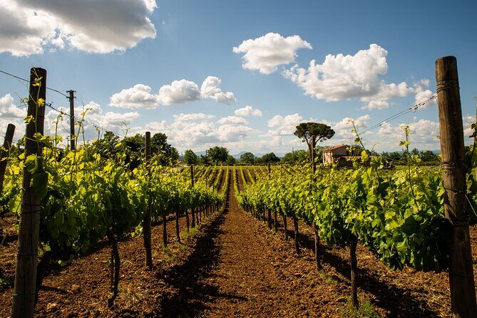 Sella delle Spine Taurasi: Tasting, Vineyard and Cellar Tour - The Real Experience: Pros and Cons