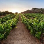 Semi Private Wine Tour of 2 wineries with Transfer and Lunch - Authentic Experiences & Guest Feedback