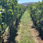 Semi-Private Wine Tour of 2 wineries with wine Tastings - What You Can Expect from the Tour