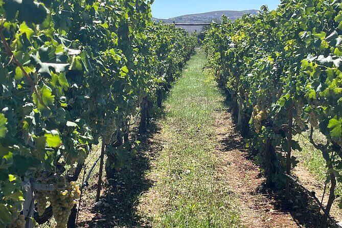 Semi-Private Wine Tour of 2 wineries with wine Tastings - What You Can Expect from the Tour