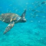 Semi-Submarine Tour from Agios Nikolaos - Group Size & Atmosphere