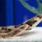 Seville Aquarium Admission Ticket - The Sum Up