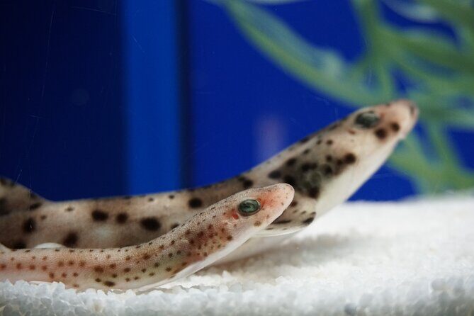 Seville Aquarium Admission Ticket - The Sum Up