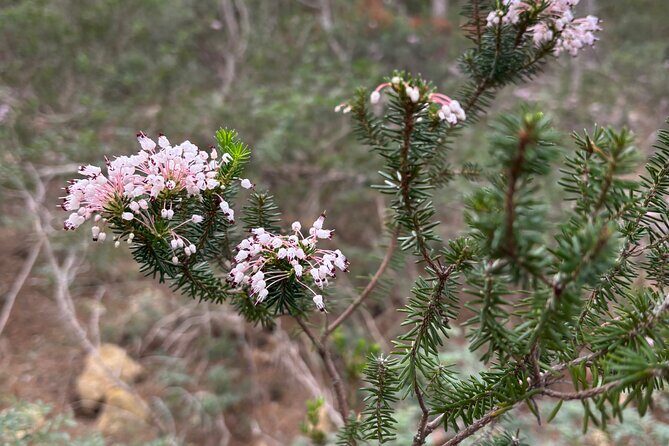 Sierra de Tramuntana hike with transportation and small picnic - Why This Hike Stands Out