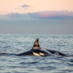 Silent Whale Watching - What’s Special About the Silence?