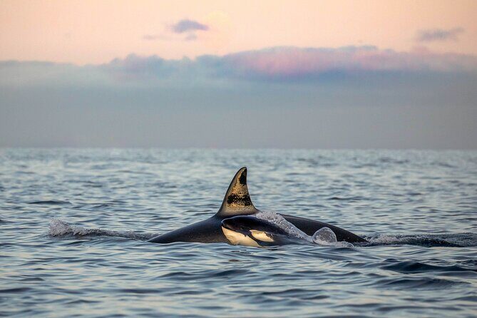Silent Whale Watching - What’s Special About the Silence?