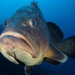 Single Dive for qualified divers from shore, region Puerto del Carmen. - Who Would Love This Experience?
