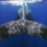 Small Group Boat Whale and Dolphin Watching Tour - Who Will Love This Tour?