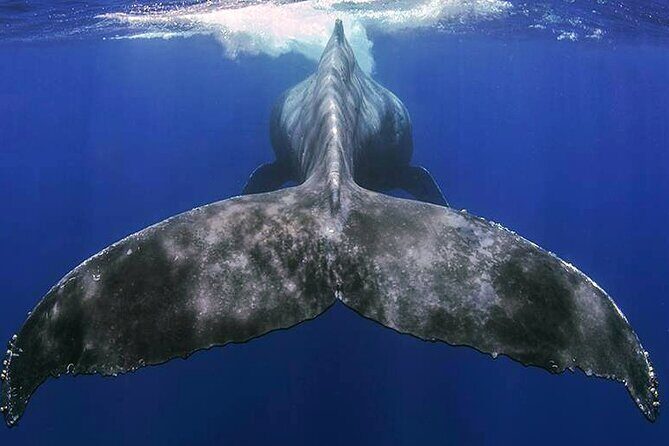 Small Group Boat Whale and Dolphin Watching Tour - Who Will Love This Tour?