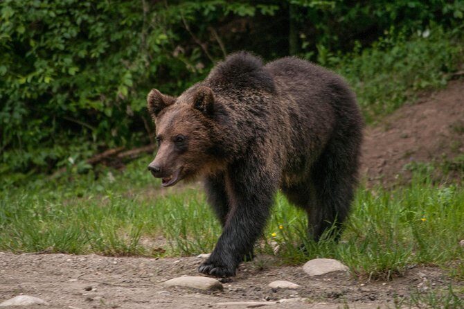 Small-Group Brown Bear-Watching Experience from Brasov - FAQs