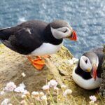 Small Group - Cliffs Cruise, Aran Islands AND Connemara in One Day from Galway - Transportation and Group Size