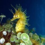 Small Group Diving Baptism in Tossa de Mar - Practical Details