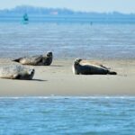 Small Group Half Day Seal Safari at UNESCO Site Waddensea from Amsterdam - Detailed Review of the Experience