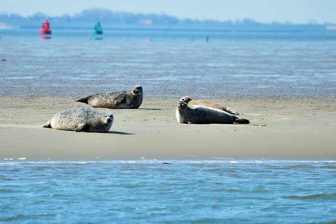 Small Group Half Day Seal Safari at UNESCO Site Waddensea from Amsterdam - Detailed Review of the Experience