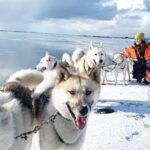 Small Group Husky Sledding Tour from Capital Region - The Main Attraction: The 35-Minute Husky Ride