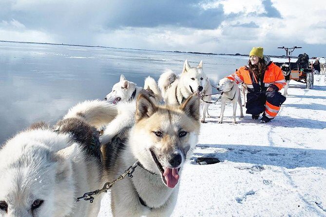 Small Group Husky Sledding Tour from Capital Region - The Main Attraction: The 35-Minute Husky Ride
