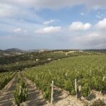 Small Group: Knossos, Olive Oil, Winery & raki with Lunch - What Makes This Tour Stand Out?