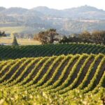 Small Group Olive Oil and Wine Tour with Light Lunch - Who Will Love This Tour?