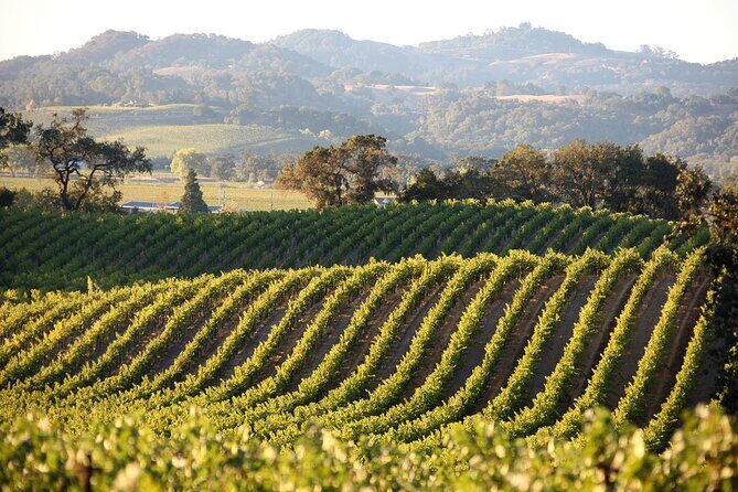 Small Group Olive Oil and Wine Tour with Light Lunch - Who Will Love This Tour?