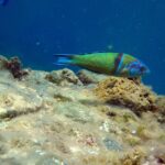 Snorkeling excursion in Isla de Tabarca - The Itinerary: What You’ll Do