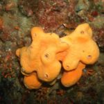 Snorkeling tour coast to coast Taormina & Isola Bella - Discovering Sicily’s Underwater World on a Small-Group Tour