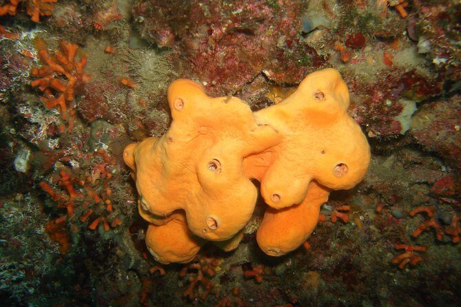 Snorkeling tour coast to coast Taormina & Isola Bella - Discovering Sicily’s Underwater World on a Small-Group Tour