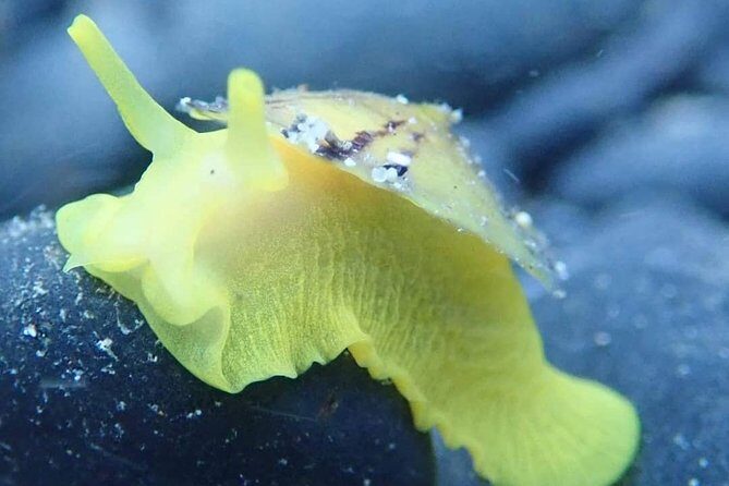 Snorkeling Tour - FAQs