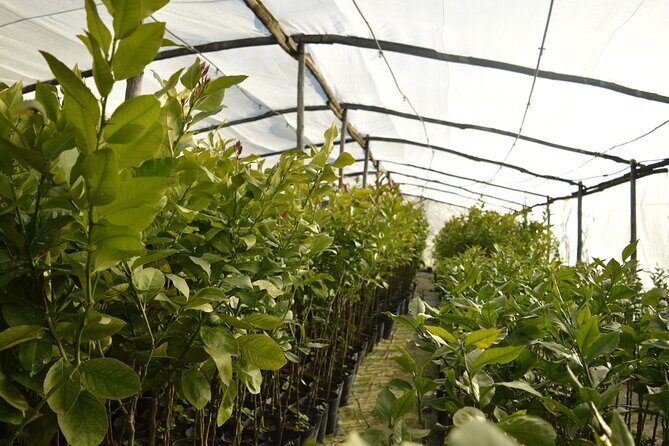 Sorrento: at the Vivaio by E-Bike with Limoncello Tasting - Why Youll Love This Tour