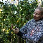 Sorrento Farm by Tuk Tuk: Cheese, Limoncello & Hands-On Pizza - Considerations and Tips