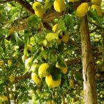 Sorrento Walking Tour & Limoncello Tasting - The Practical Details: What Travelers Should Know