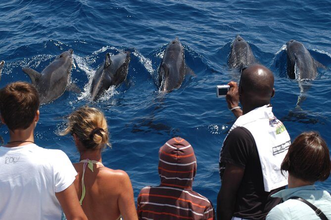 Spirit of the Sea: Cetacean sighting in Gran Canaria - Value for Money and Practical Details