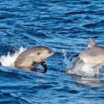 Sunrise Boat Trip in Mallorca with Dolphin-Watching - What to Expect from the Tour