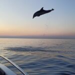 Sunrise Dolphins & Fishermen at Work speedboat tour in Rovinj - The Practical Side: Pricing, Timing, and Booking